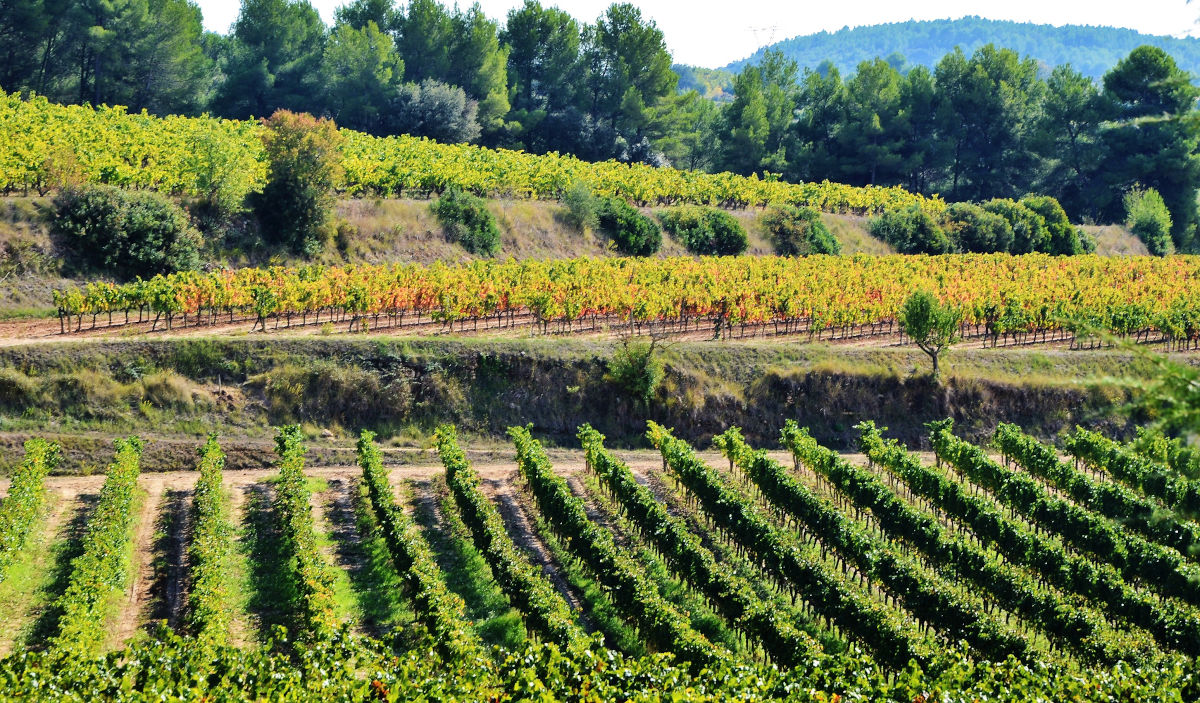 DO PENEDÈS