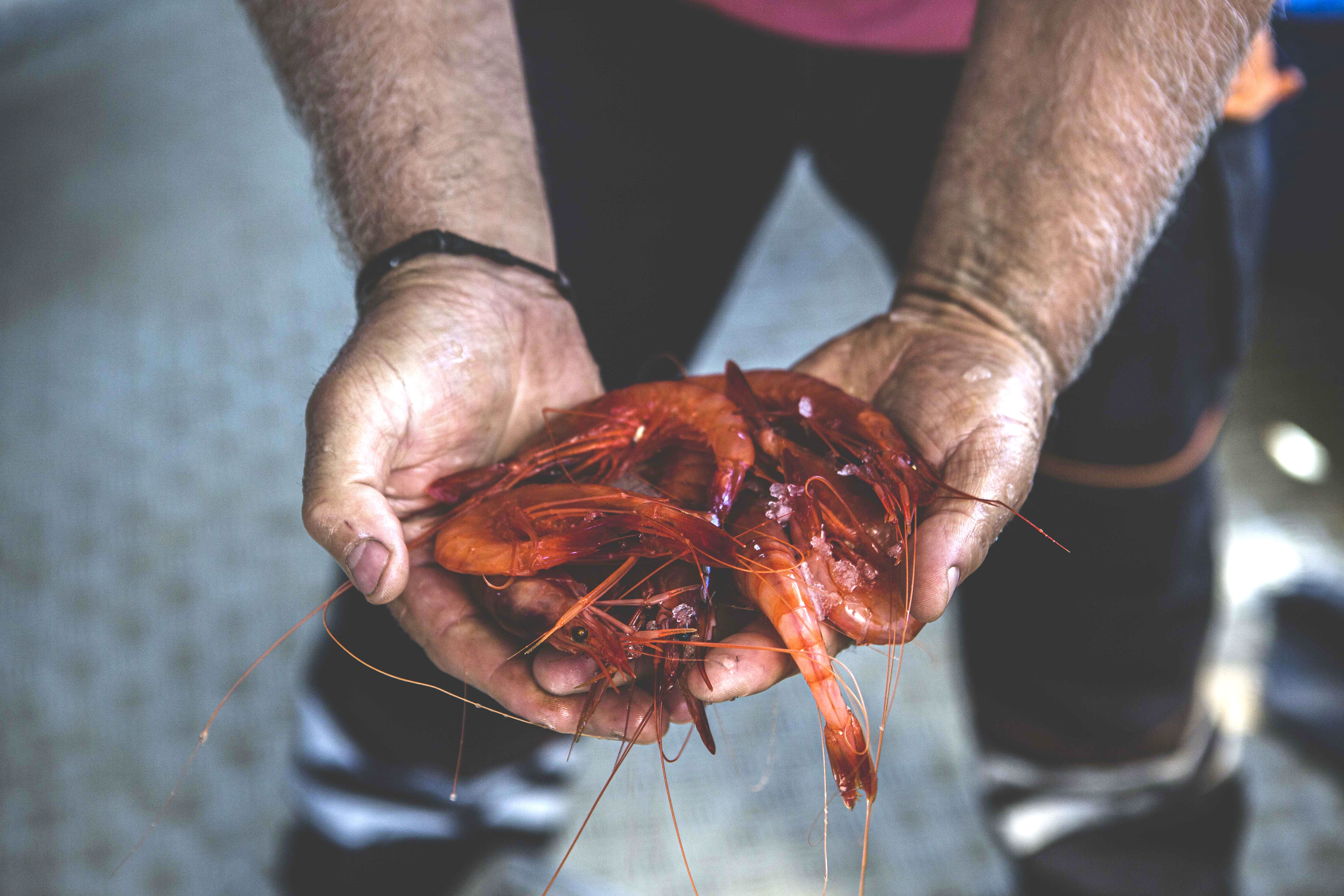 seafood 2024
