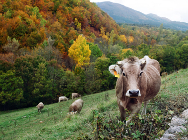 Vaca Catalunya