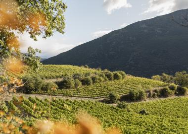 DO Costers del Segre