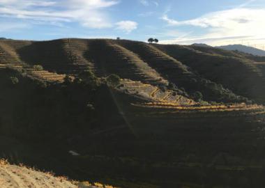 DOQ PRIORAT