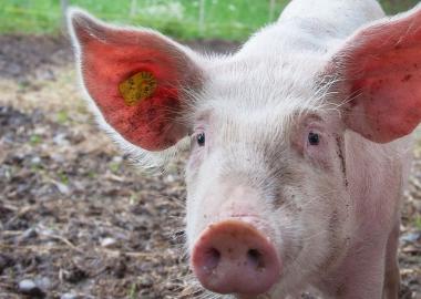 Les exportacions catalanes del sector porcí suposen el 27% de les exportacions agroalimentàries catalanes