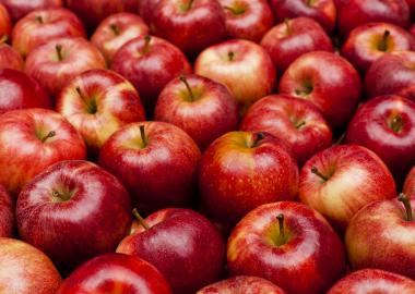 Prodeca i Afrucat acosten els productors catalans al mercat de l’Índia